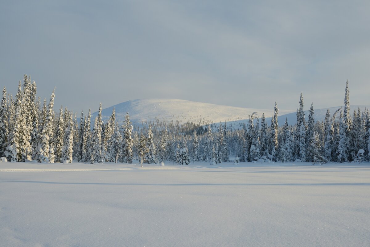 Hiihtoladut tunturimaisemassa Lapissa
