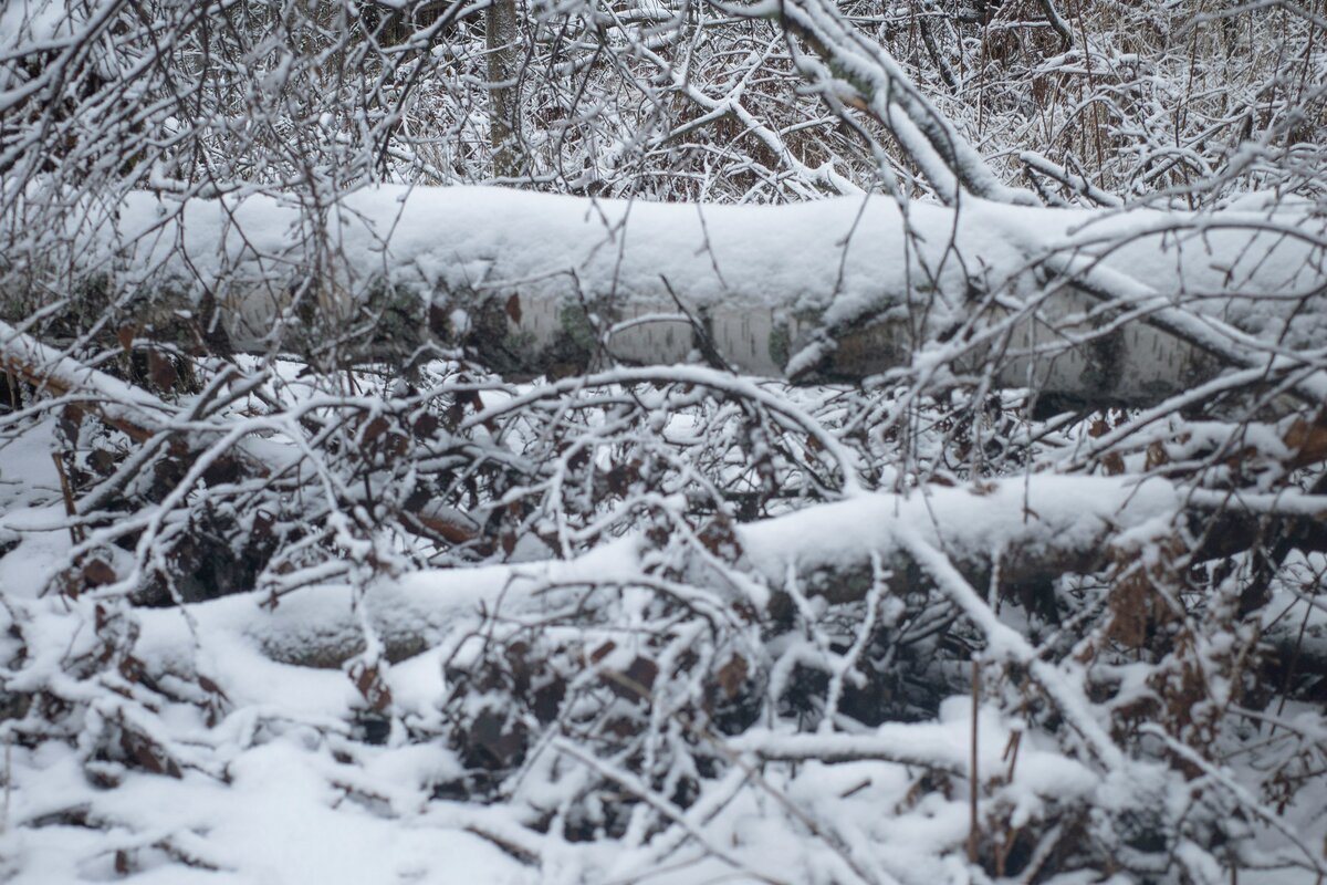 Hiihtoladtu Kolin maisemissa