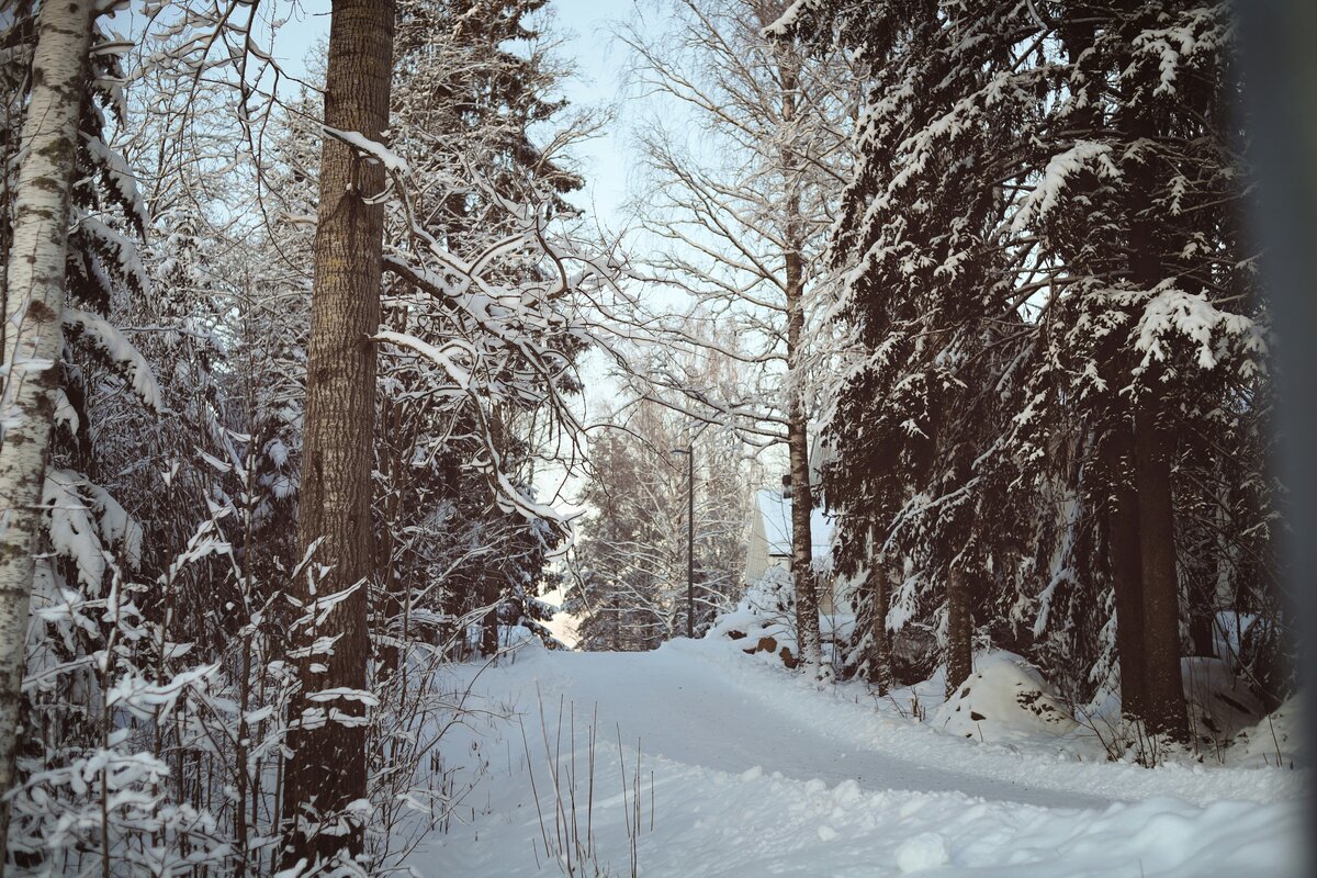 Hiljainen luminen metsäladun aamulla